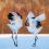 BIRDS CAN DANCE, …..Can birds follow Strauss’ music?.